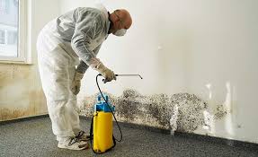  Rossmoyne, OH Mold Prevention & Removal Pros