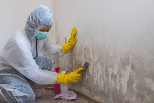 Best Biohazard Mold Removal  in Rossmoyne, OH